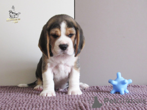 Foto №4. Ich werde verkaufen beagle in der Stadt Приморск. vom kindergarten - preis - 700€