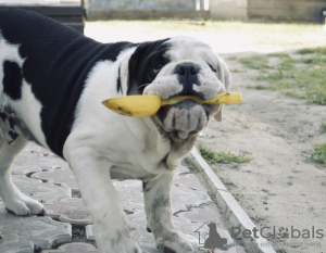 Foto №2 zu Ankündigung № 25371 zu verkaufen englische bulldogge - einkaufen Weißrussland 