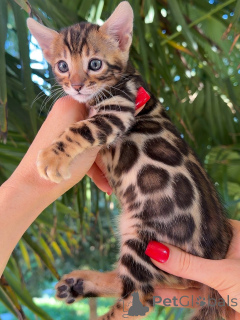 Foto №4. Ich werde verkaufen bengal katzenrasse in der Stadt Bremen. züchter - preis - verhandelt
