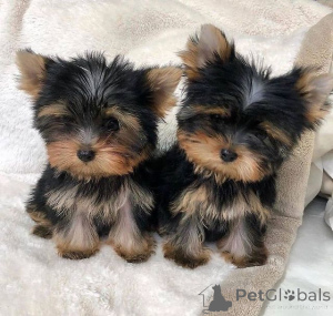 Foto №4. Ich werde verkaufen yorkshire terrier in der Stadt Berlin.  - preis - verhandelt