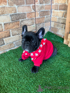 Foto №1. französische bulldogge - zum Verkauf in der Stadt Berlin | verhandelt | Ankündigung № 154927