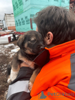 Zusätzliche Fotos: Babywelpen suchen dringend ein Zuhause!