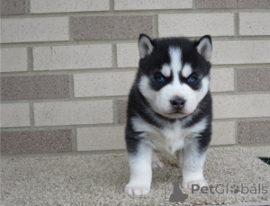 Foto №2 zu Ankündigung № 178116 zu verkaufen siberian husky - einkaufen Polen 