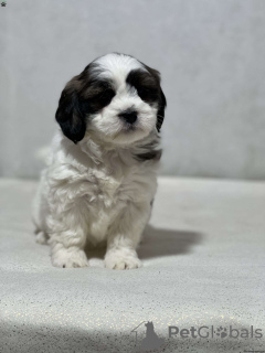 Foto №2 zu Ankündigung № 44774 zu verkaufen shih tzu - einkaufen Deutschland 