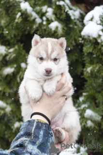 Foto №3. Zu verkaufen Rüde FCI Siberian Husky! 2 Monate. Ukraine