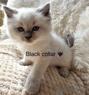 Foto №4. Ich werde verkaufen ragdoll-katze in der Stadt Дублин.  - preis - 498€
