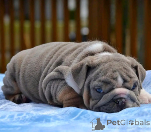 Foto №3. Englische Bulldogge Welpen zur Adoption. Deutschland