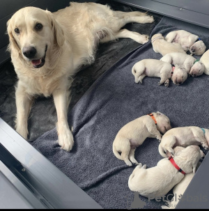 Foto №1. golden retriever - zum Verkauf in der Stadt Thalwil | 250€ | Ankündigung № 129247