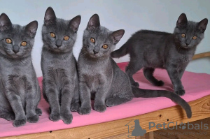 Foto №1. chartreux - zum Verkauf in der Stadt Paris | verhandelt | Ankündigung № 123139