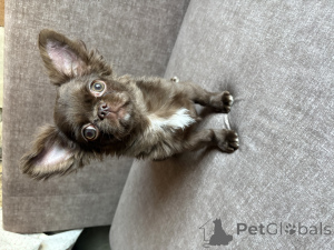 Foto №3. Chihuahua-Junge. Weißrussland