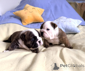 Foto №1. englische bulldogge - zum Verkauf in der Stadt Antwerpen | Frei | Ankündigung № 172330