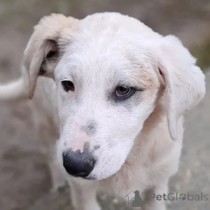 Foto №2 zu Ankündigung № 166540 zu verkaufen  - einkaufen Deutschland züchter