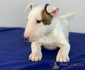 Foto №1. bullterrier - zum Verkauf in der Stadt Chisinau | verhandelt | Ankündigung № 124380