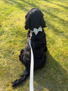 Foto №2 zu Ankündigung № 177477 zu verkaufen english cocker spaniel - einkaufen Frankreich quotient 	ankündigung
