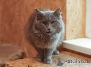 Foto №3. Die Katze Zephyr sucht ein Zuhause!. Russische Föderation
