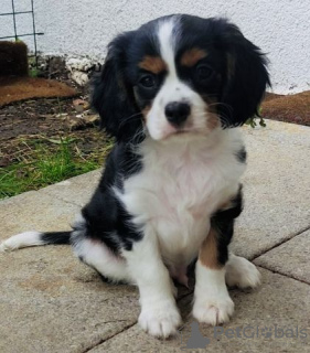 Foto №2 zu Ankündigung № 127155 zu verkaufen cavalier king charles spaniel - einkaufen Deutschland quotient 	ankündigung