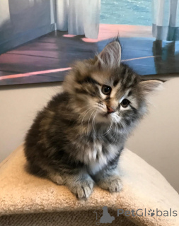 Foto №1. maine-coon-katze - zum Verkauf in der Stadt Warschau | 500€ | Ankündigung № 168353