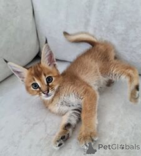 Foto №4. Ich werde verkaufen caracal in der Stadt Nuuk. züchter - preis - verhandelt