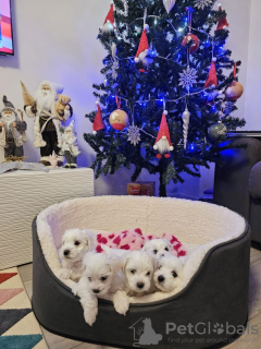 Foto №2 zu Ankündigung № 131463 zu verkaufen bichon frisé - einkaufen Belgien quotient 	ankündigung, züchter