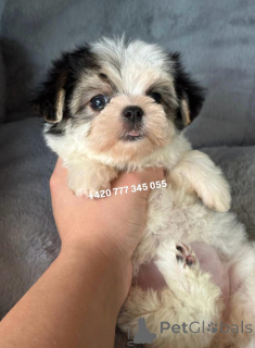 Foto №2 zu Ankündigung № 135896 zu verkaufen maltipu - einkaufen Deutschland züchter