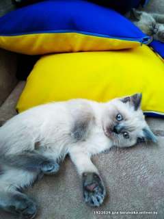 Foto №2 zu Ankündigung № 1874 zu verkaufen britisch langhaar, britisch kurzhaar - einkaufen Weißrussland quotient 	ankündigung