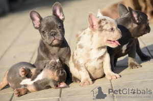 Zusätzliche Fotos: FRANZÖSISCHE BULLDOGGE - exotische Farben