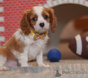 Foto №4. Ich werde verkaufen cavalier king charles spaniel in der Stadt Aqua. quotient 	ankündigung - preis - 480€