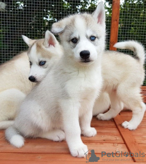 Foto №3. Gesunde männliche und weibliche Siberian Husky-Welpen mit Heimtraining. Niederlande