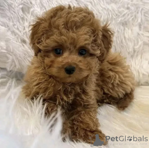 Foto №4. Ich werde verkaufen pudel (zwerg) in der Stadt Krakau. züchter - preis - verhandelt