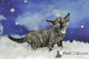 Foto №2 zu Ankündigung № 164661 zu verkaufen devon rex - einkaufen Finnland quotient 	ankündigung, züchter