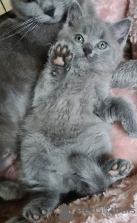 Foto №1. europäisch kurzhaar - zum Verkauf in der Stadt Aalst | 700€ | Ankündigung № 161429