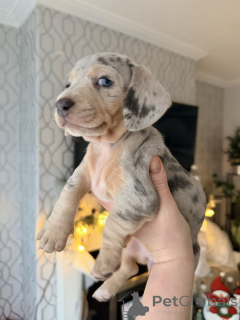 Foto №2 zu Ankündigung № 161561 zu verkaufen mischlingshund - einkaufen Australien quotient 	ankündigung