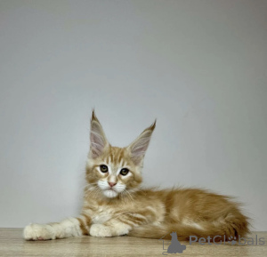 Foto №2 zu Ankündigung № 163723 zu verkaufen maine-coon-katze - einkaufen Deutschland züchter