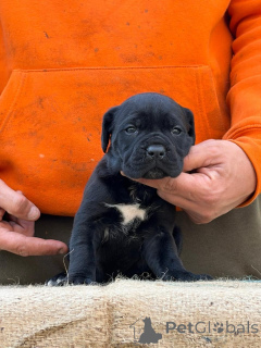 Foto №2 zu Ankündigung № 173340 zu verkaufen cane corso italiano - einkaufen Deutschland quotient 	ankündigung