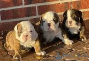 Foto №1. englische bulldogge - zum Verkauf in der Stadt Madrid | 850€ | Ankündigung № 166004