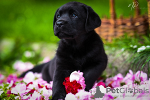 Foto №1. labrador retriever - zum Verkauf in der Stadt Karlovac | 1300€ | Ankündigung № 105798