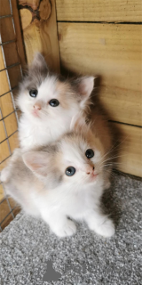 Foto №1.  - zum Verkauf in der Stadt Beiersdorf | 350€ | Ankündigung № 153138