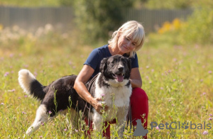 Zusätzliche Fotos: Die kluge und schöne Polina! Toller Hund für ein Landhaus