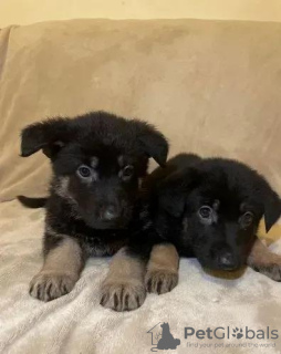 Foto №2 zu Ankündigung № 18175 zu verkaufen deutscher schäferhund - einkaufen Ukraine 