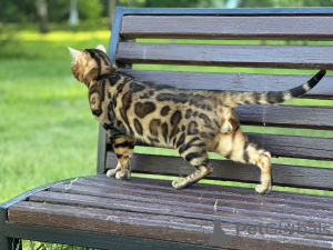 Foto №4. Ich werde verkaufen bengal katzenrasse in der Stadt Birmingham. quotient 	ankündigung, vom kindergarten, züchter - preis - verhandelt