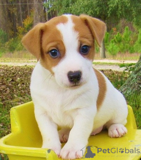 Foto №1. jack russell terrier - zum Verkauf in der Stadt Prag | verhandelt | Ankündigung № 170671