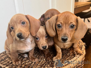 Foto №4. Ich werde verkaufen dackel in der Stadt Berlin. quotient 	ankündigung - preis - verhandelt