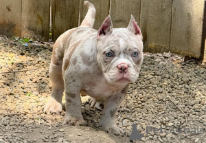 Foto №2 zu Ankündigung № 137881 zu verkaufen american bully - einkaufen USA quotient 	ankündigung