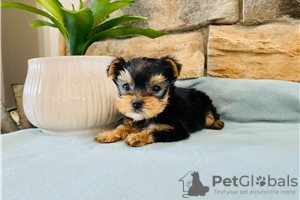 Foto №3. Teacup Yorkshire Terrier Welpe zur kostenlosen Adoption. Deutschland