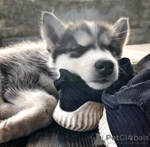 Foto №4. Ich werde verkaufen siberian husky in der Stadt Jūrmala. quotient 	ankündigung - preis - 350€