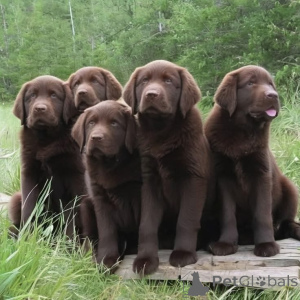 Foto №2 zu Ankündigung № 168089 zu verkaufen labrador retriever - einkaufen Deutschland quotient 	ankündigung