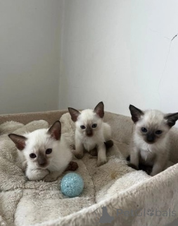 Foto №1. siamkatze - zum Verkauf in der Stadt Bamberg | 350€ | Ankündigung № 147240