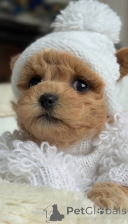 Foto №1. malteser - zum Verkauf in der Stadt Berlin | verhandelt | Ankündigung № 164613