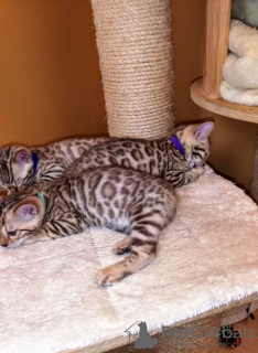Zusätzliche Fotos: Ausgebildete Bengalkatzen-Kätzchen stehen zum Verkauf