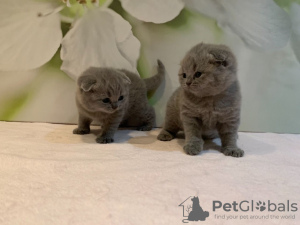 Foto №3. Gesunde Scottish Fold Kätzchen in Deutschland. Deutschland